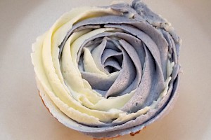 Buttercreme-Rose zweifarbig